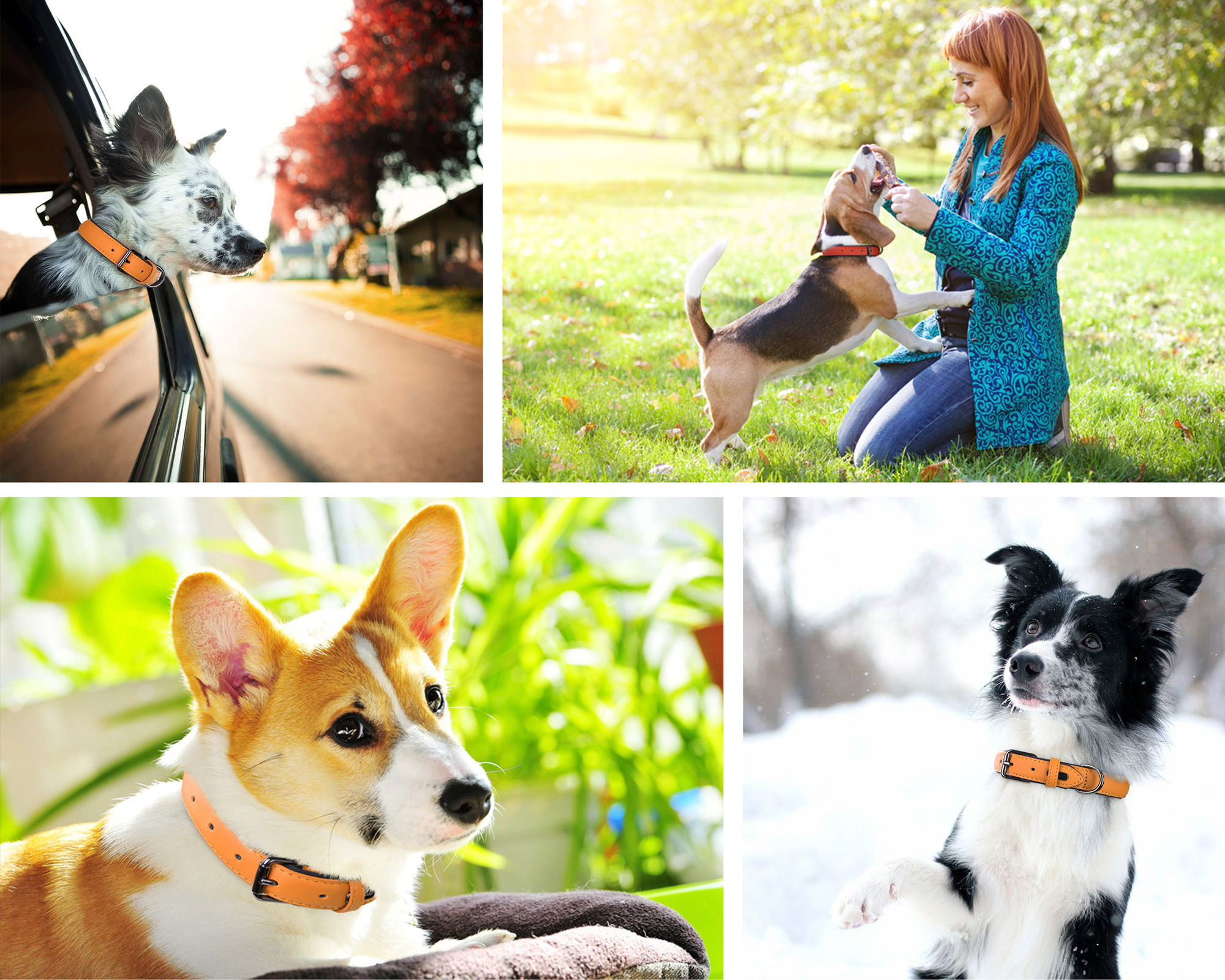 关于球员的宠物合集：有狗有猫还有羊？的信息